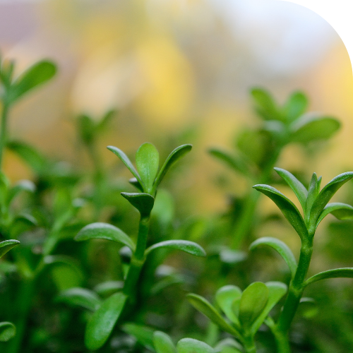 Bacopa Bacopa
