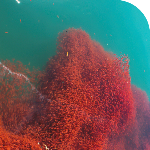 Krill Krill